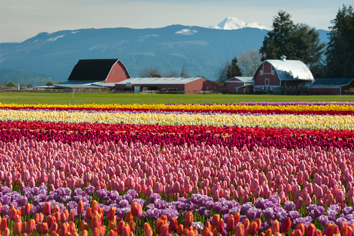 Vibrant fields of colorful tulips carpet the Skagit Valley during the annual springtime festival. This is a popular time for tourists to visit the area.